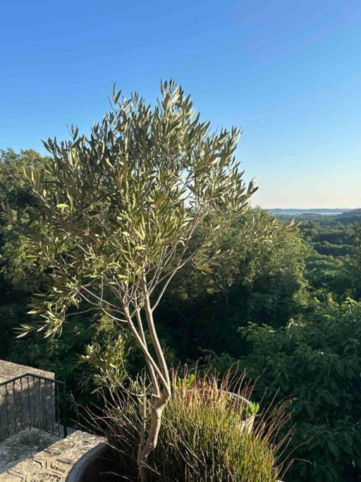 Sous Le « Figuier » Villa Cornillon-Confoux Exterior foto